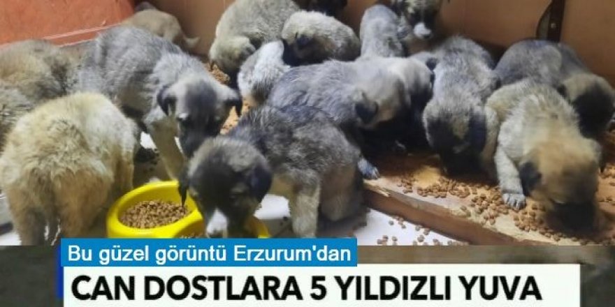 Erzurum’da 5 yıldızlı hayvan bakımevi