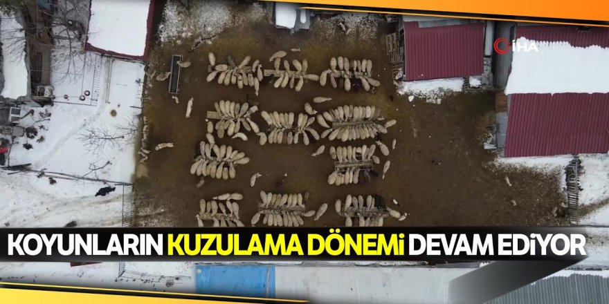 Soğuk kış günlerinde koyunların kuzulama dönemi devam ediyor