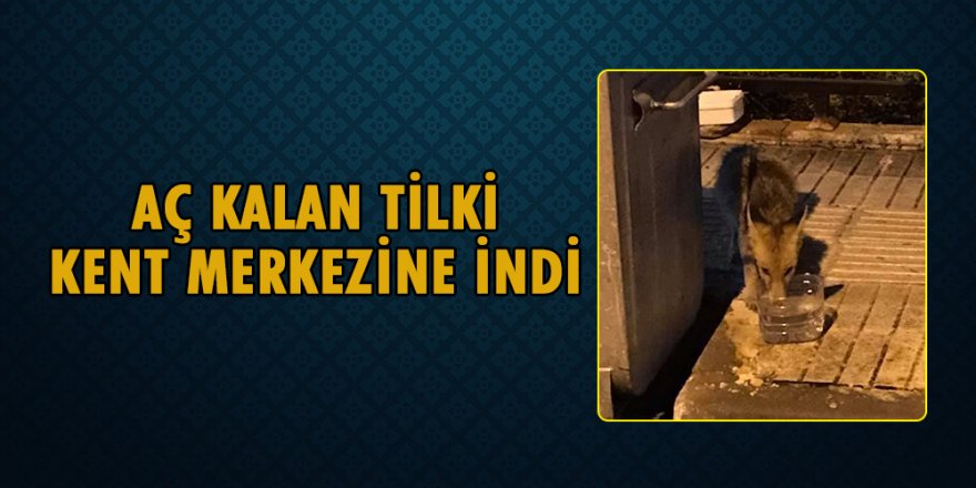 Erzurum’da aç kalan tilki kent merkezinde yiyecek aradı