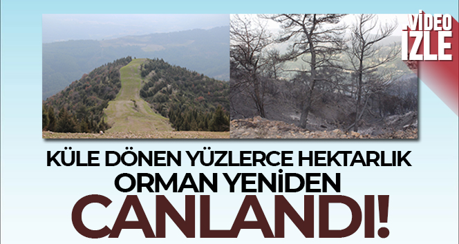 Küle dönen yüzlerce hektarlık orman yeniden canlandı