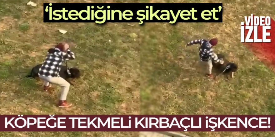 Gezdirdiği köpeği tekmeledi