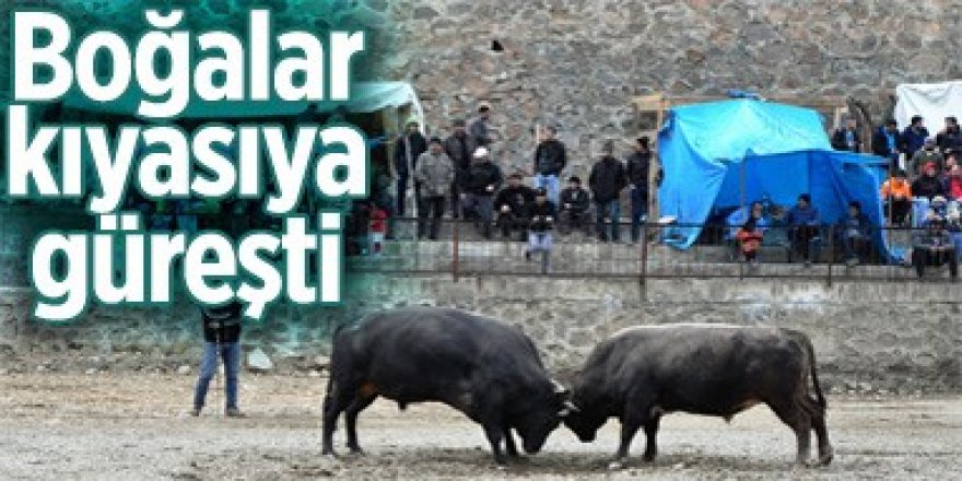 27’inci Sarıgöl boğa güreşleri sona erdi