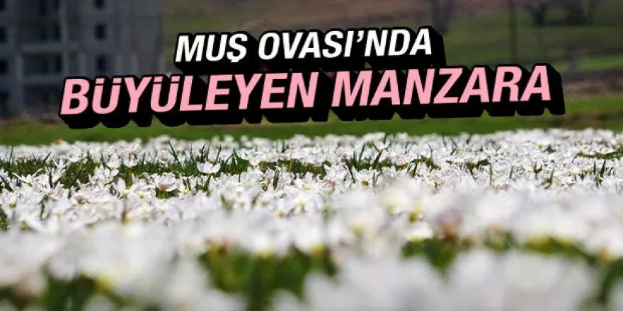 Muş Ovası beyaz gelinliğini giydi