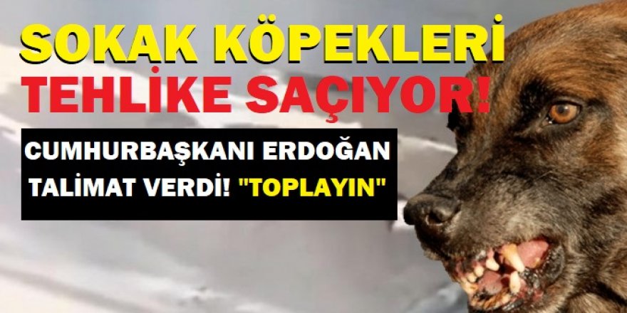 Erdoğan'dan talimat: Köpek terörünü bitirin