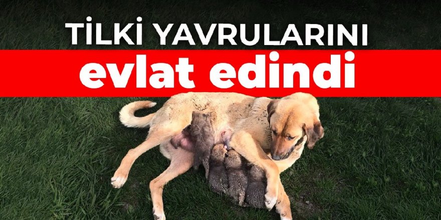 Erzurum'da Tilki yavrularını evlat edindi