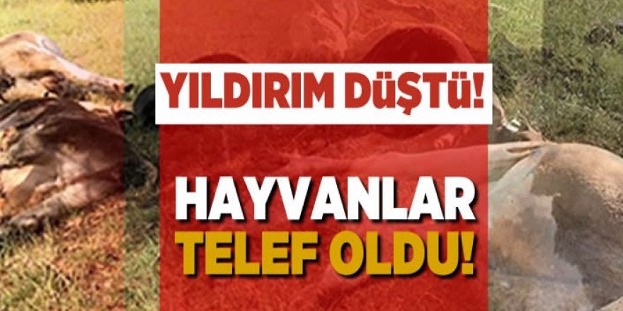 Erzurum'da yıldırım koyunların üzerine düştü