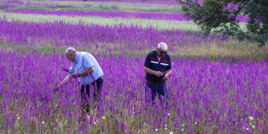 Sağanaklar doğayı mor'a boyadı