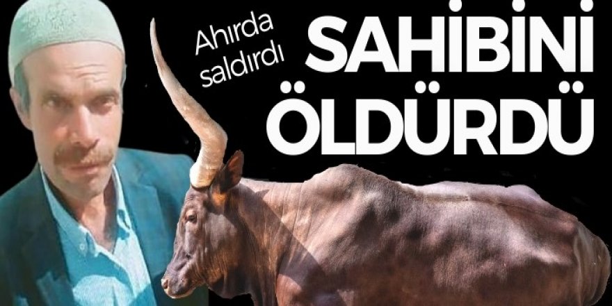 Erzurum'da boğa sahibini öldürdü