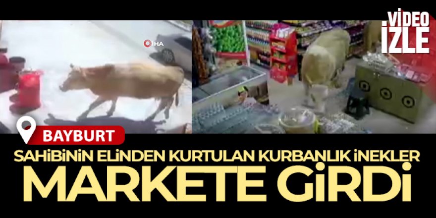 Sahibinin elinden kurtulan kurbanlık inekler markete girdi