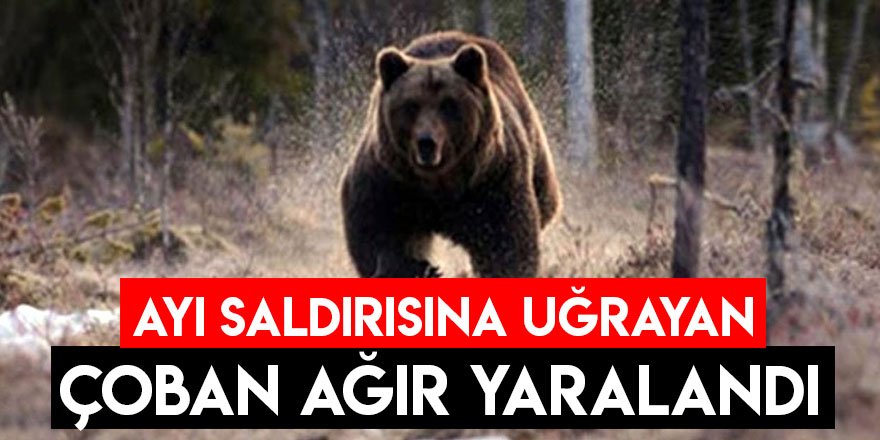 Erzurum'da ayı çobana saldırdı