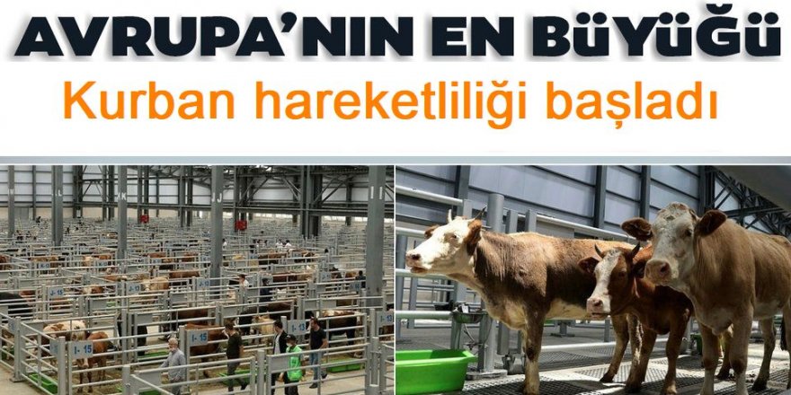 Avrupa’nın en büyük canlı hayvan pazarında kurban hareketliliği başladı