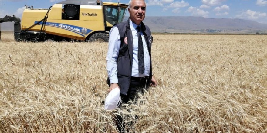 Erzurum’da buğday yüzde yüz artış gösterdi