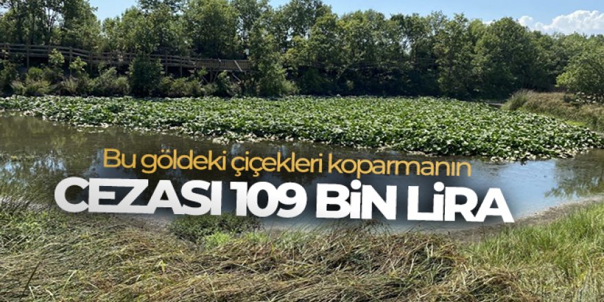 Bu göldeki çiçekleri koparmanın cezası 109 bin lira