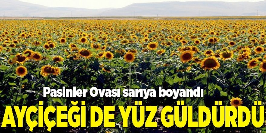 Erzurum'da ayçiçeği tarlaları büyülüyor