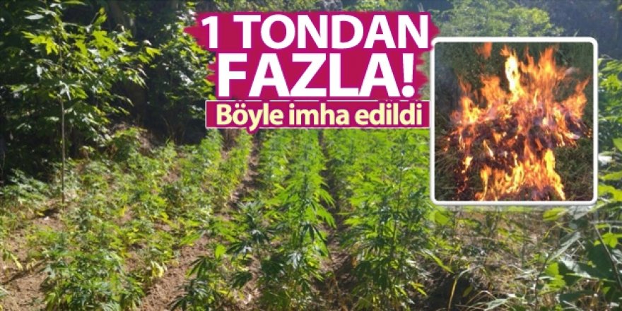 Erzurum'da binlerce kök hint keneviri yakalandı