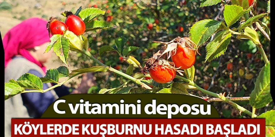 Erzurum'da Kuşburnu da marmelat zamanı