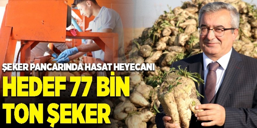 Şeker pancarında hasat heyecanı