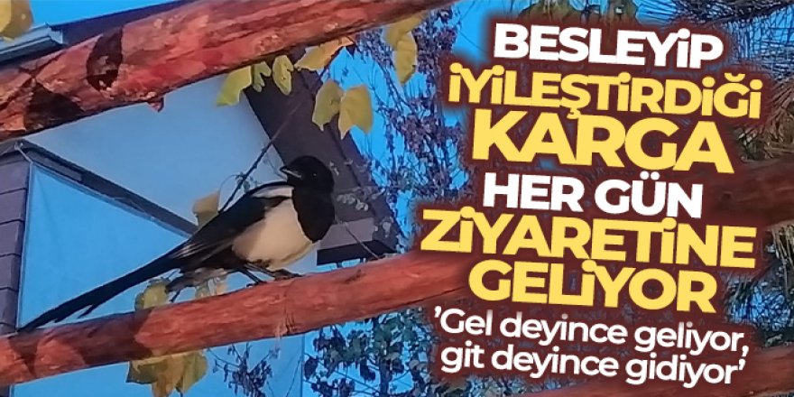 Besleyip iyileştirdiği karga, her gün ziyaretine geliyor