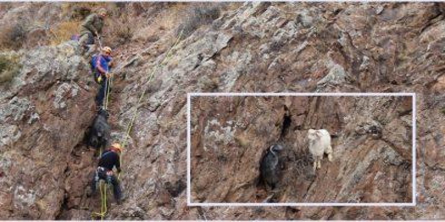 Erzurum'da keçileri AFAD kurtarıldı