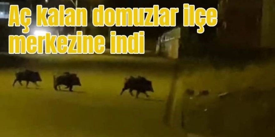 Aşkale'de aç kalan domuzlar ilçe merkezine indi