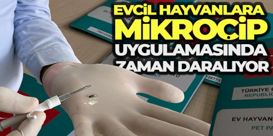 Evcil hayvanlara mikroçip uygulamasında zaman daralıyor