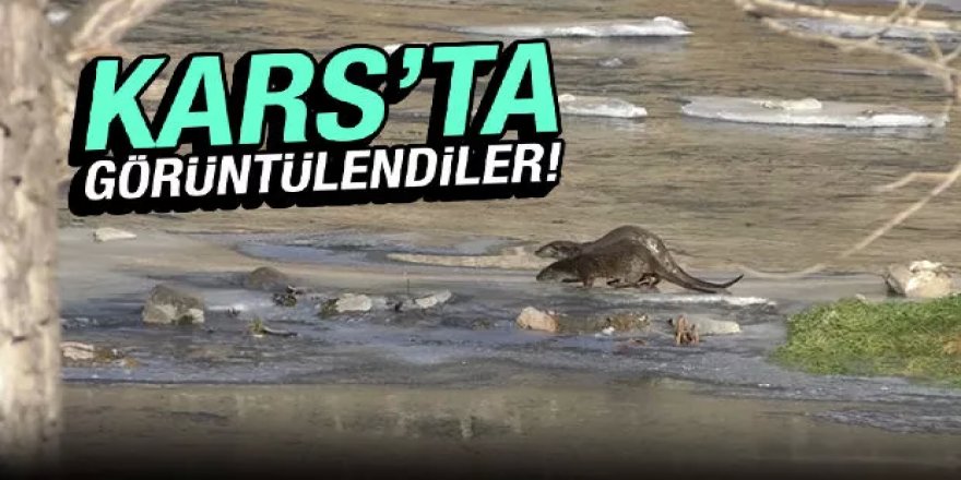 Kars’ta su samurları görüntülendi