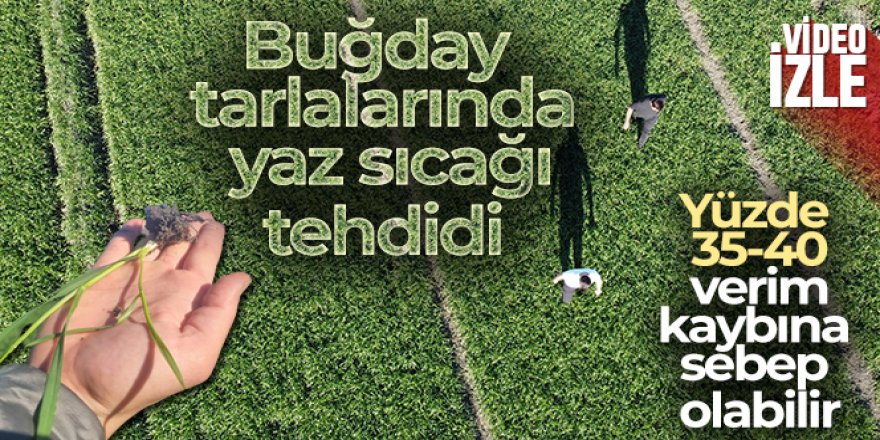 Buğday tarlalarında yaz sıcağı tehdidi