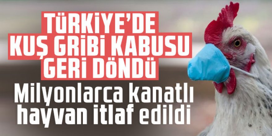 Türkiye'de kuş gribi kabusu geri döndü