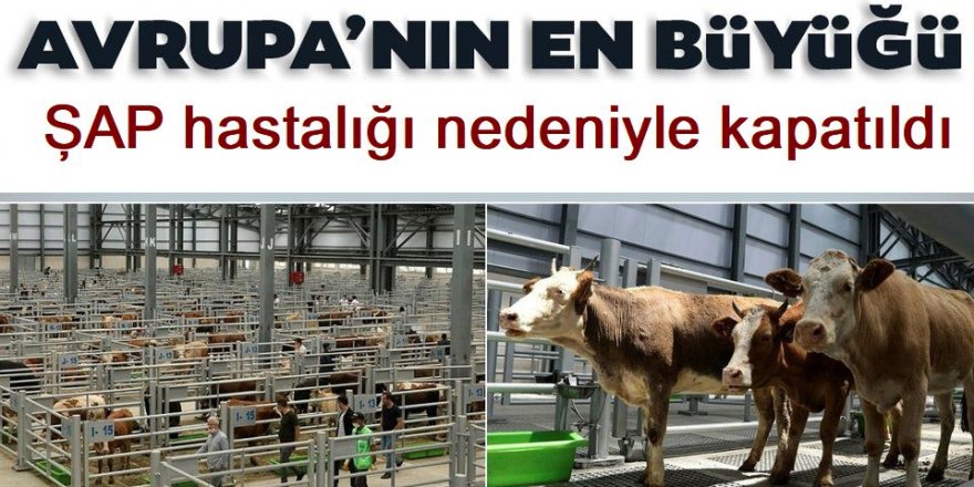Erzurum canlı hayvan pazarı şap hastalığı nedeniyle kapatıldı