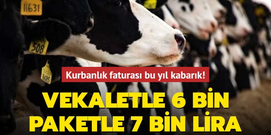 Kurbanlık faturası bu yıl kabarık!