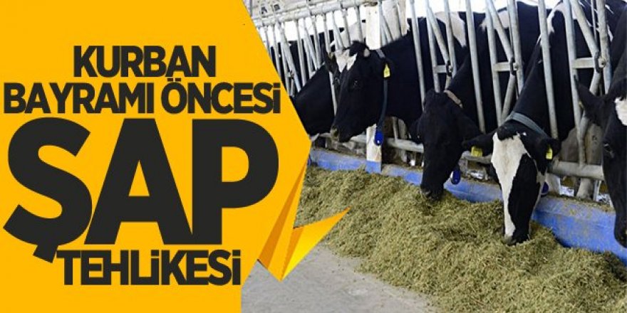 Kurban bayramı öncesi şap tehlikesi!