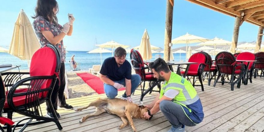 Belediyeden sokak hayvanlarına sağlık hizmeti