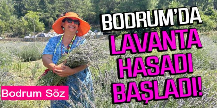 BODRUM’DA LAVANTA HASADI BAŞLADI