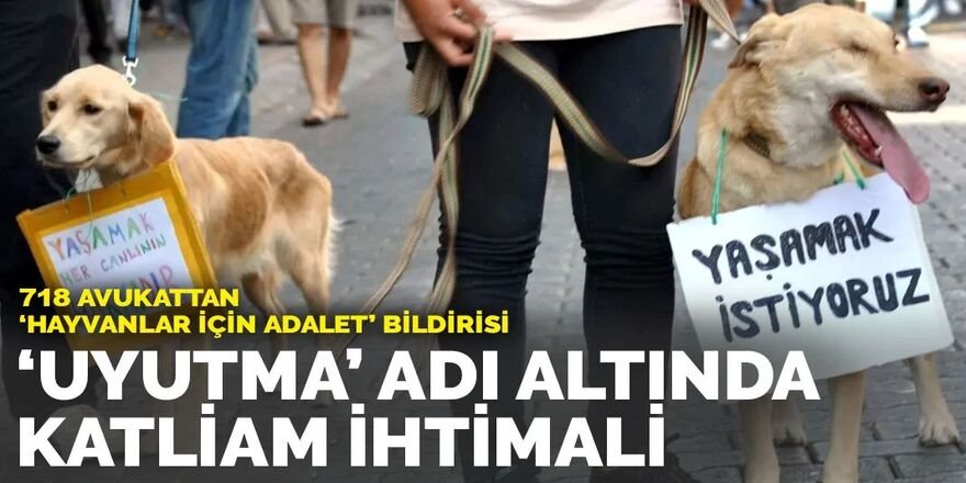 718 avukattan 'Hayvanlar için Adalet' çağrısı