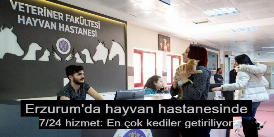 Erzurum'da hayvan hastanesinde 7/24 hizmet: En çok kediler getiriliyor