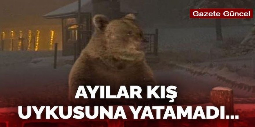 Erzurum'da Ayılar uyuyamıyor