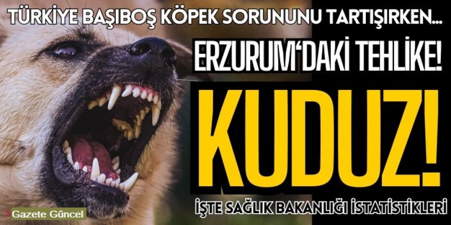 Başıboş sokak köpekleri nedeniyle Türkiye riskli listeye alındı. İşte Erzurum'daki vaka sayısı