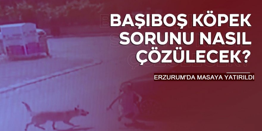 Erzurum'da Başıboş köpek sorununa bilimsel bakış