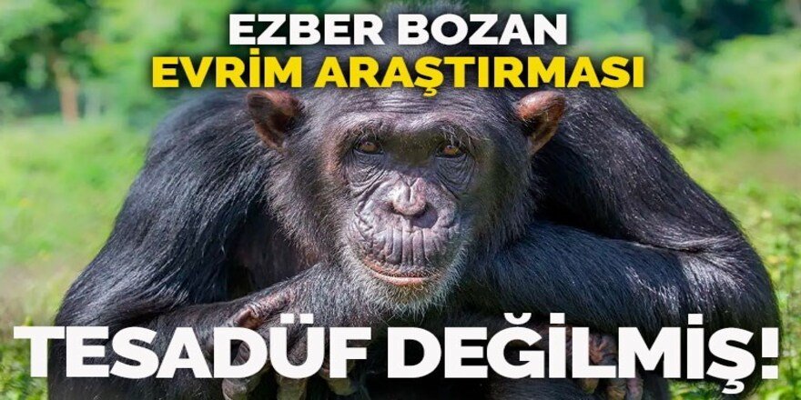 Ezber bozan araştırma: Evrim sanıldığı gibi rastgele olmuyor!