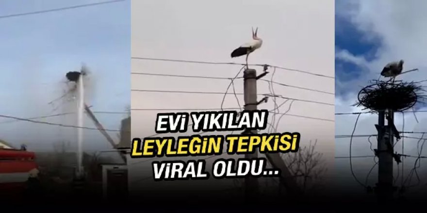 Yuvası yıkılan leyleğin tepkisi sosyal medyada viral oldu..