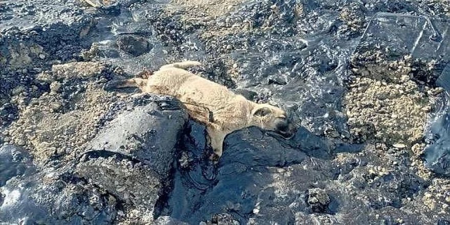 Aziziye Belediyesinden zifte yapışan köpeklerle ilgili açıklama