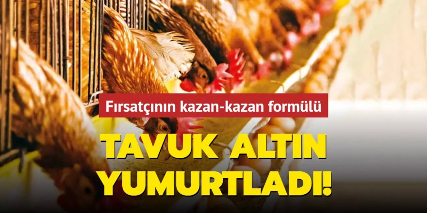 Tavuk altın yumurtladı