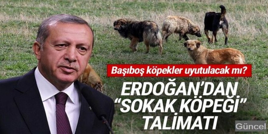Erdoğan'dan ''sokak köpeği'' talimatı