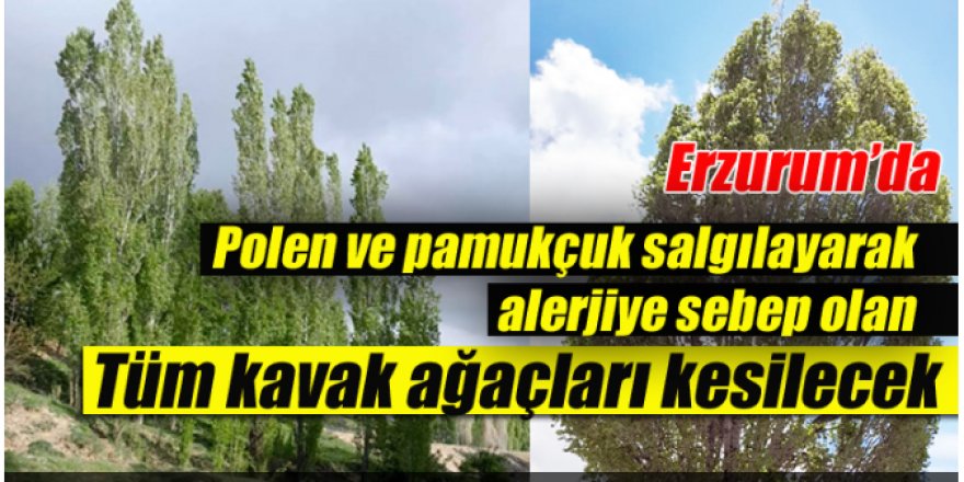 Erzurum’da kavak ağaçları kesilecek