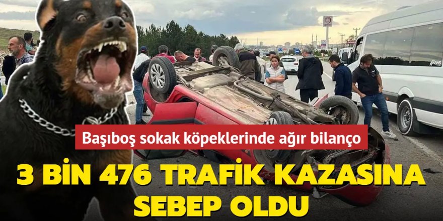 Başıboş sokak köpeklerinde ağır bilanço...