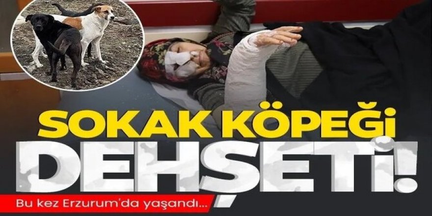 Erzurum’da sokak köpekleri dehşet saçtı...