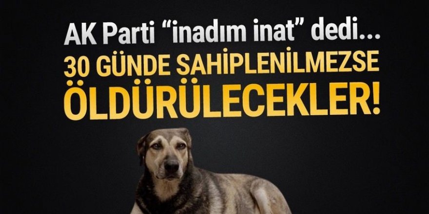 30 günde sahiplenilmeyen sokak hayvanları öldürülecek