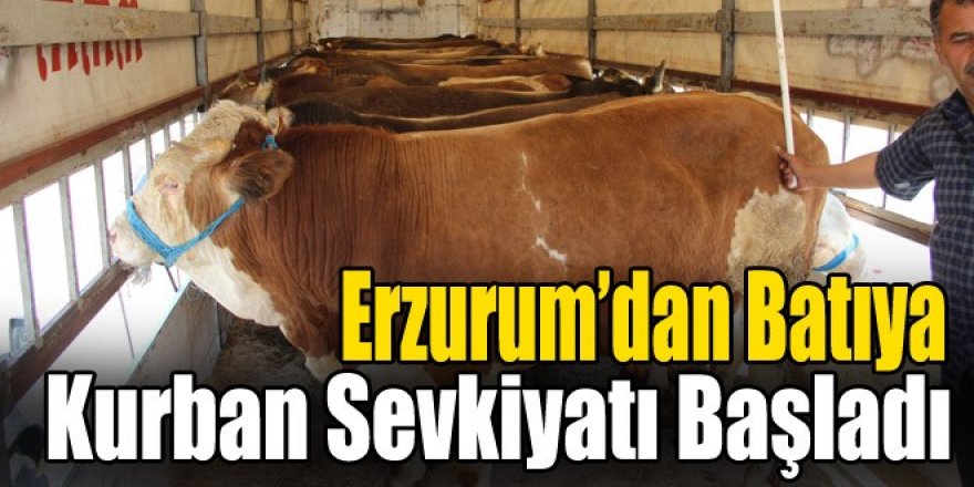 Erzurum'dan kurban sevkiyat başladı