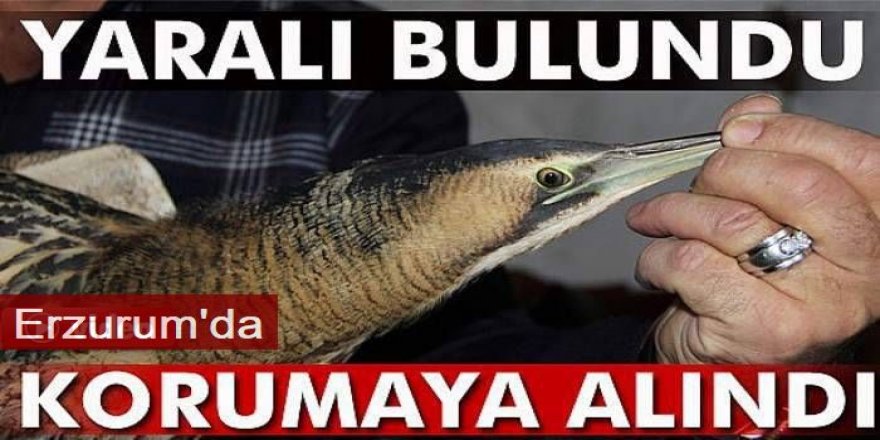 Erzurum'da Nesli tehlike altında olan “Bayağı Balaban” yaralı olarak bulundu