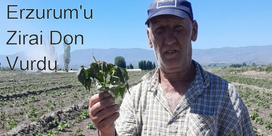 Erzurum'da Haziran ayında zirai don şoku!